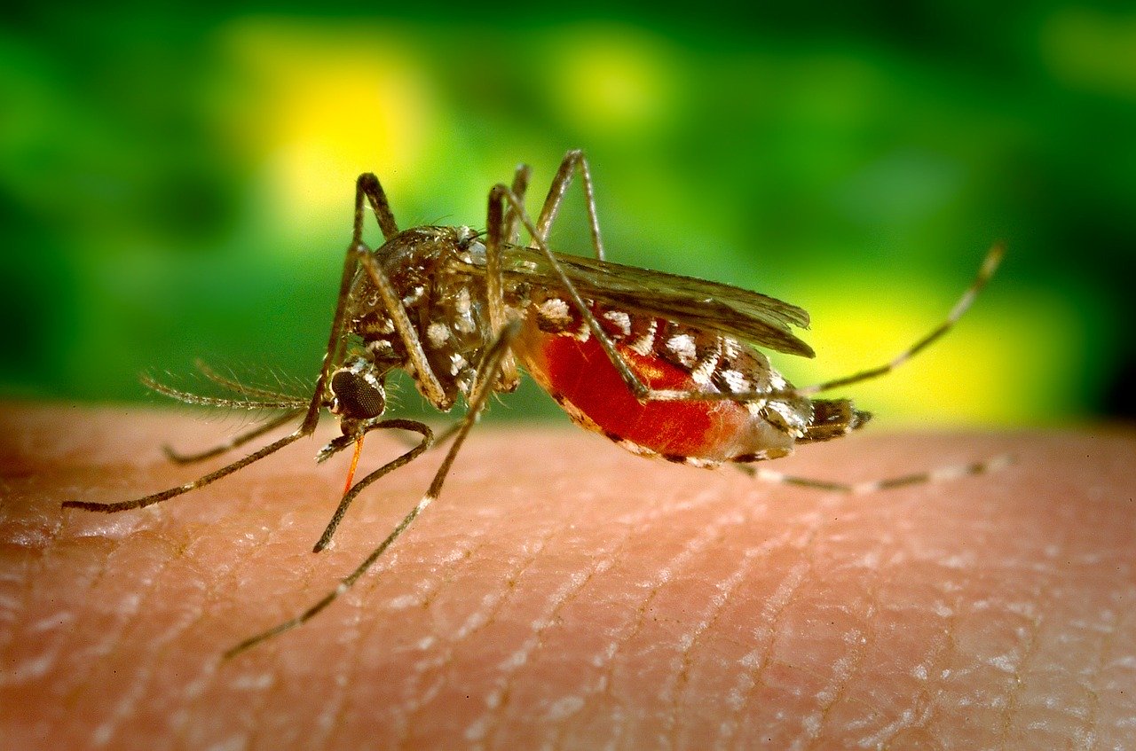 Почему комары кусают не всех: причины и способы защиты